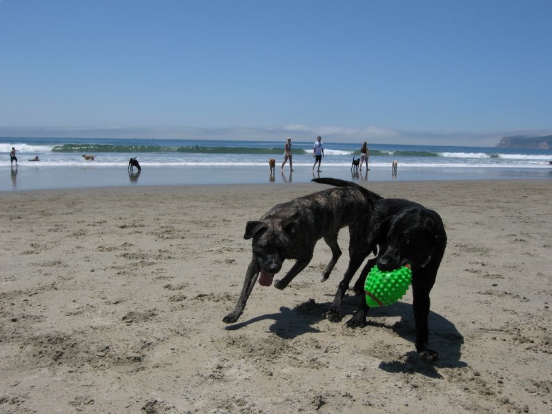 Coronado Dog Beach on North Ocean Boulevard